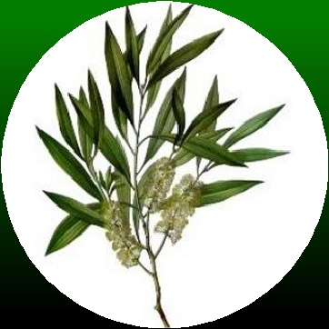 Ormus Minerals Magnesium Oil with Tea Tree Oil